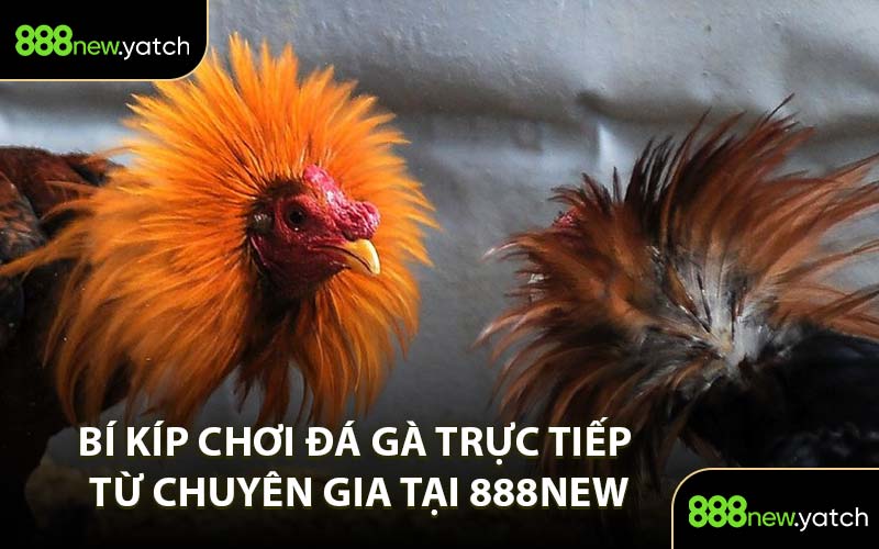 Bí kíp chơi đá gà trực tiếp từ chuyên gia tại 888New