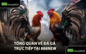 Tổng quan về đá gà trực tiếp tại 888New