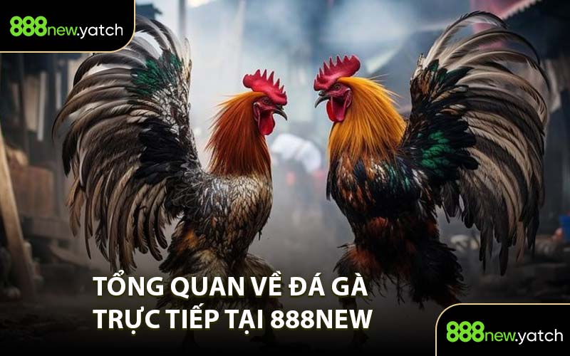 Tổng quan về đá gà trực tiếp tại 888New